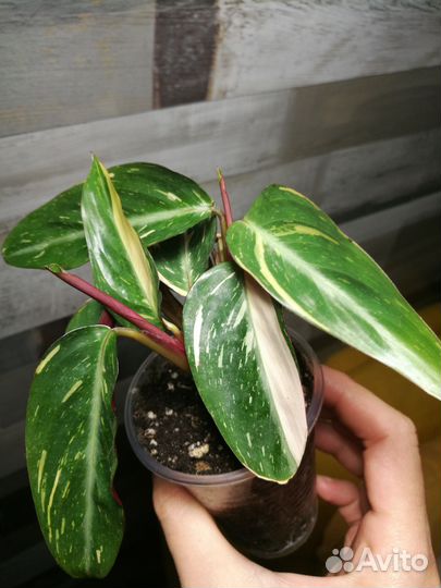 Строманта, педилантус, сингониум, гибискус, драцен