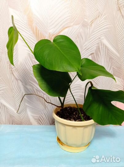 Комнатные растения