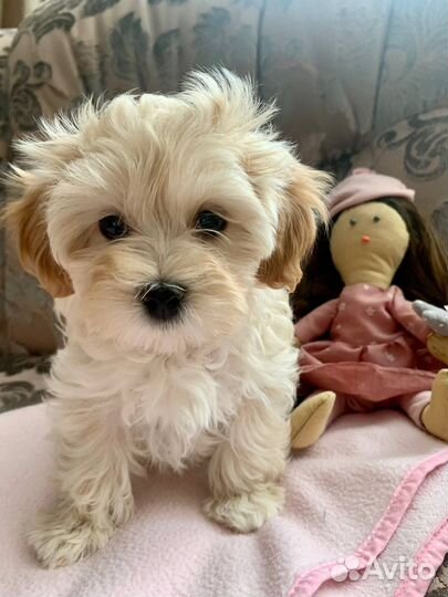 Кинолог РКФ (Помощь в выборе щенка, дрессировка)