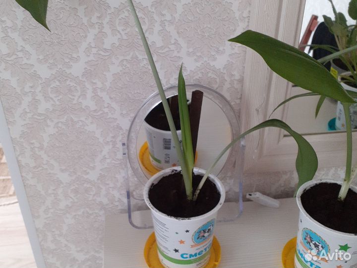 Эухарис амазонская лилия