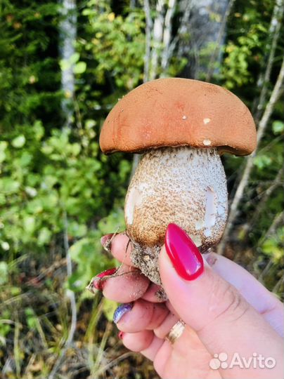 Замороженые Грибы вареные, домашние