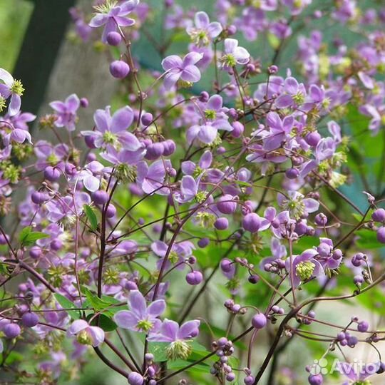 Василистник Рохебрунна семена
