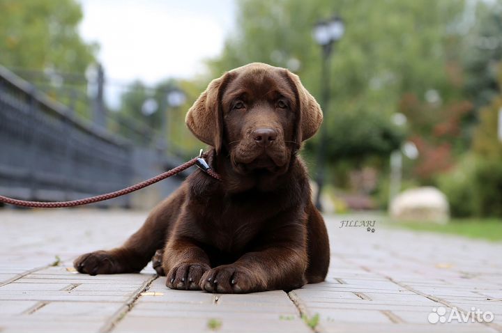 Лабрадор ретривер