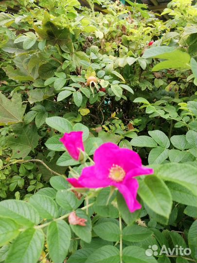 Ирга, барбарис и шиповник