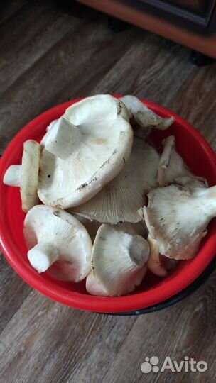 Грибы грузди свежие