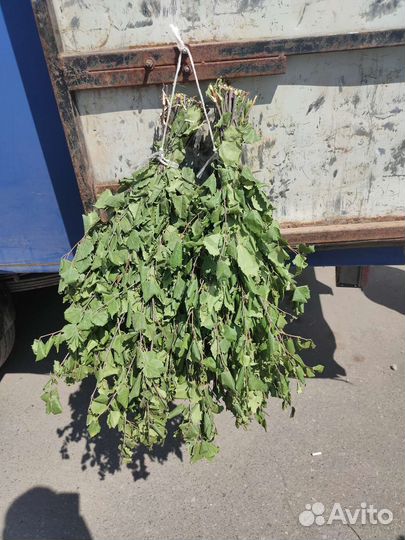 Веники для бани и сауны много