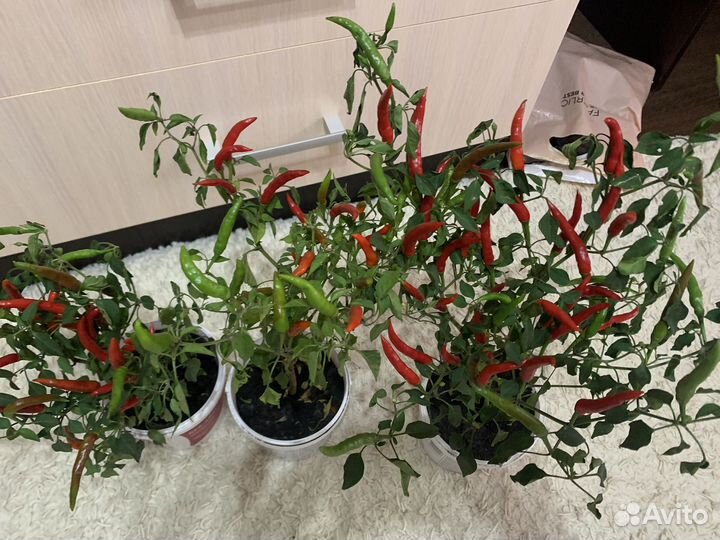 Перец комнатный острый