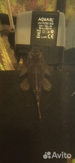 Аквариумные рыбки