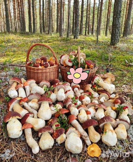 Белый гриб под заказ