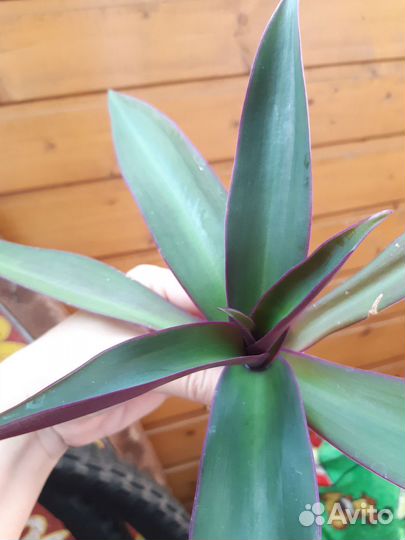 Рео цветок комнатный