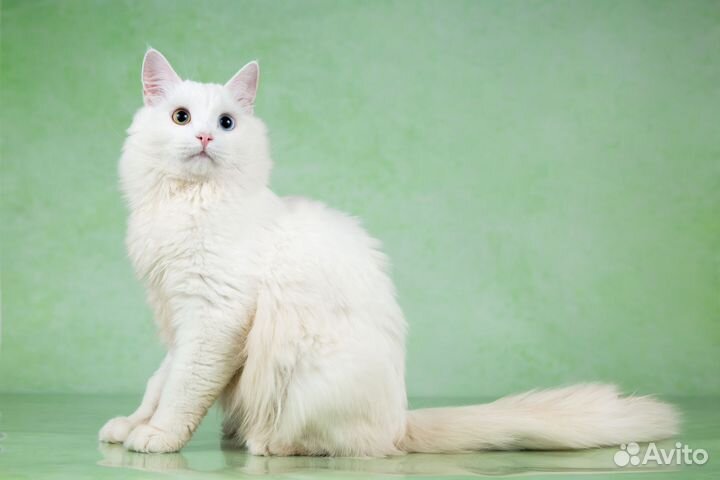 Турецкая ангора - котята подростки в дар 6 мес