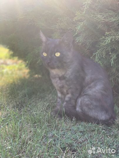 Кот в добрые руки