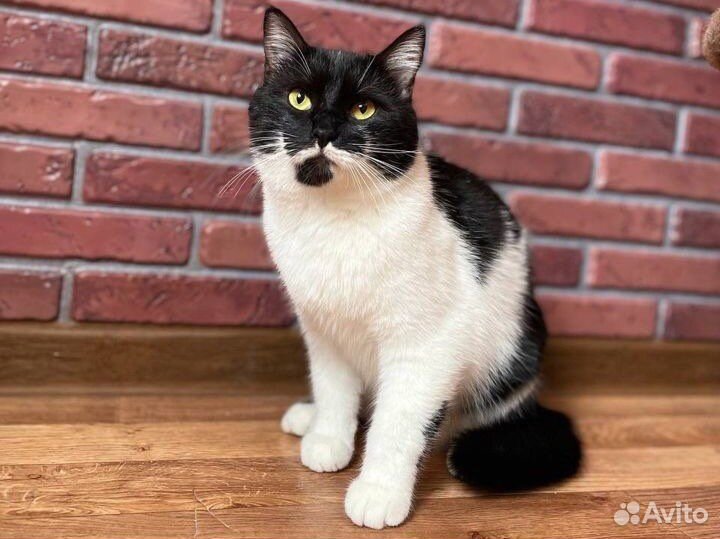 Отдается Кот Маркиз