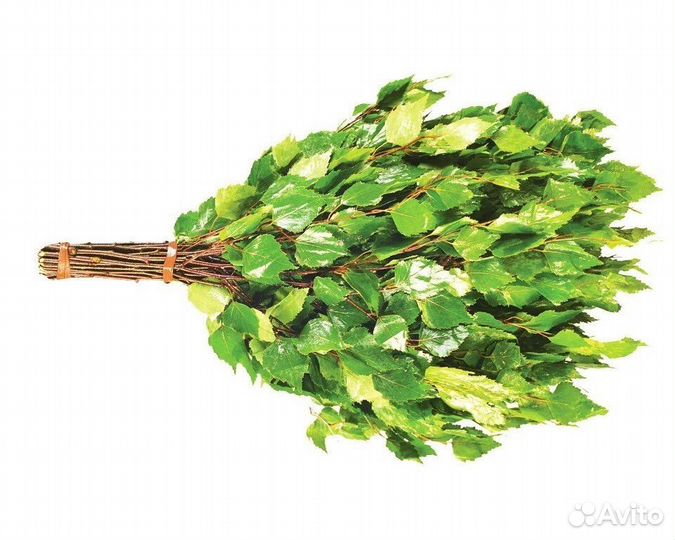 Банный веник береза