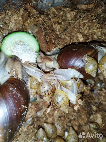 Улитки ахатины