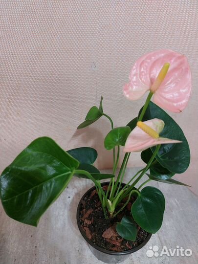 Антуриум Спирит