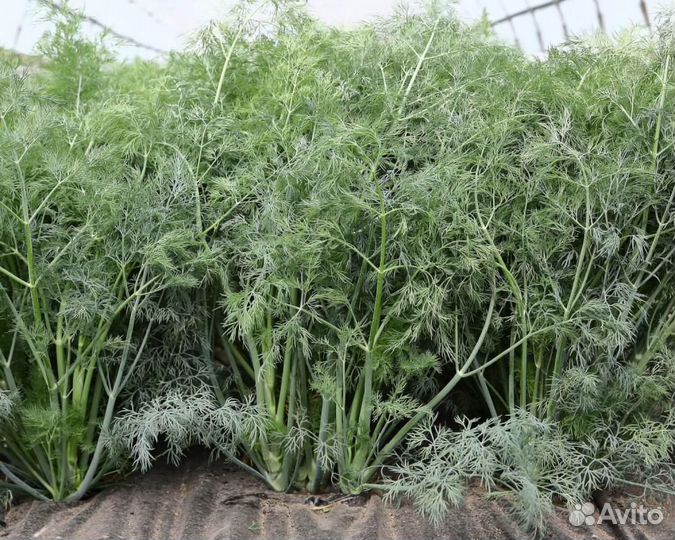 Семена Укропа 