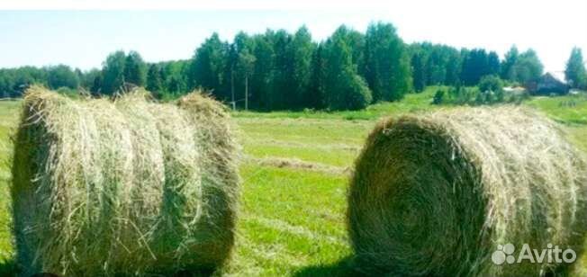 Сено в тюках