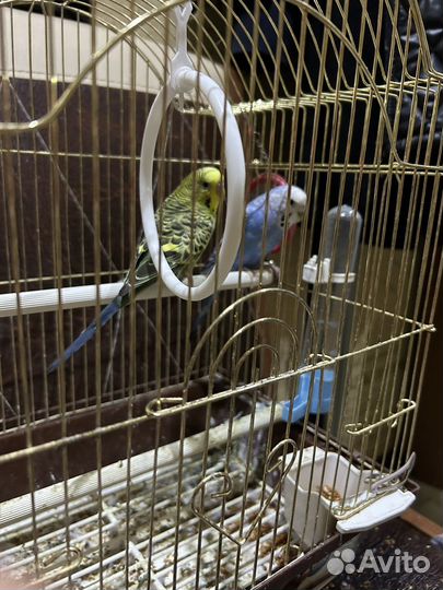 Волнистый попугай