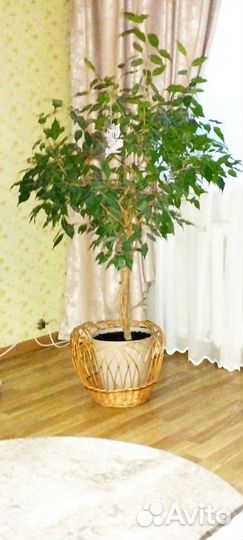 Фикус Бенджамина плетеный