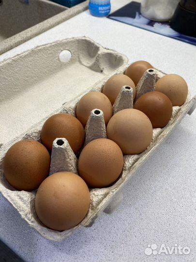 Домашние куриные яйца