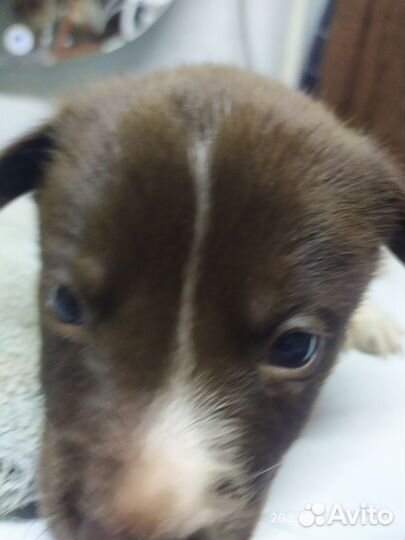 Собака в добрые руки, ещё маленькие