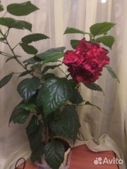 Гибискус китайская роза