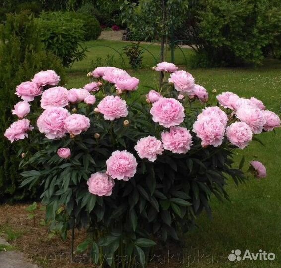 Сара Бернар пион