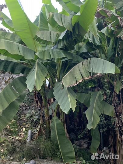Банановая пальма