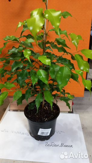 Фикус бенджамина