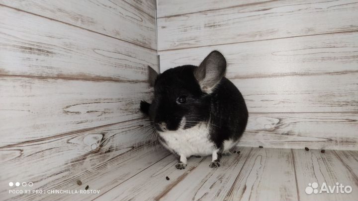 Шиншиллы малыши