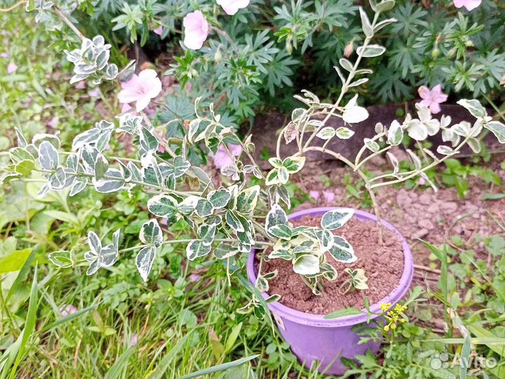 Бересклет Форчуна Emerald Gaiety