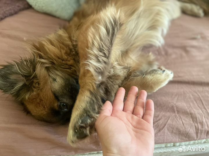 Собака в добрые руки