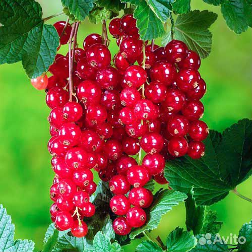 Свежая красная смородина, белая,черная, крыжовник