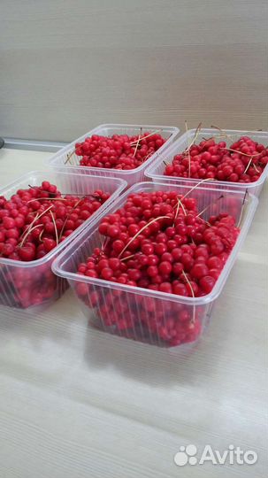 Лимонник китайский ягоды