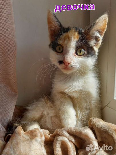 Котята