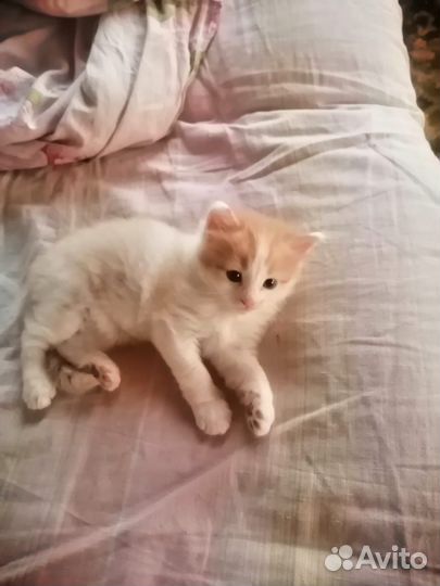 Котик в добрые руки