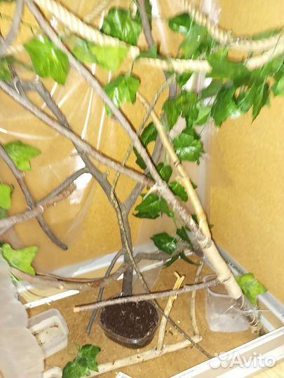 Террариум для рептилий большой