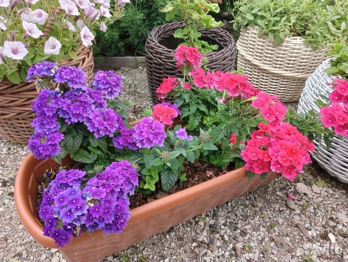 Вербена вегетативная