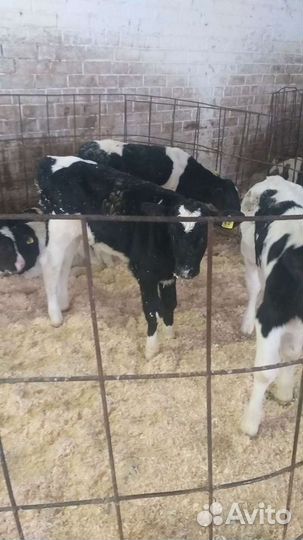 Телята голштино холмогоры от 3х недель