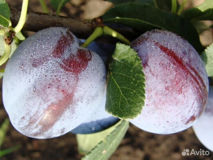 Саженцы плодовых деревьев