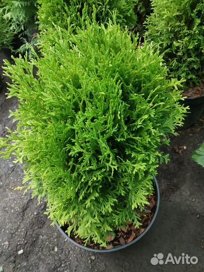 Саженцы шаровидной Туи