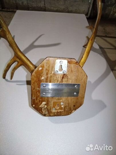 Вешалка. Рога оленя натуральные лак очень красивые