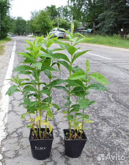 Цветы флокс, котовник, физостегия, очиток