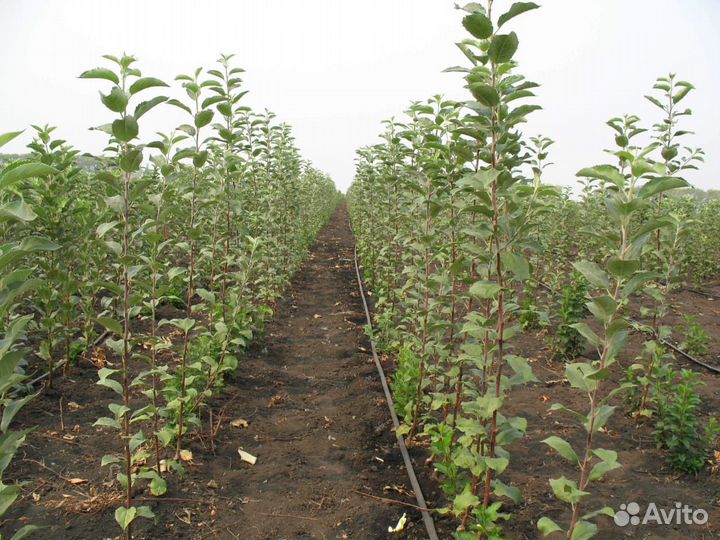 Саженцы плодовых деревьев (опт)