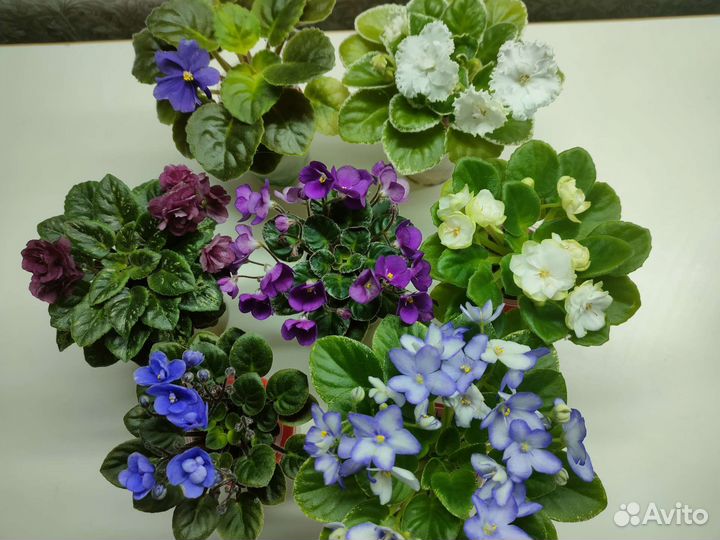 Фиалки мини и полумини