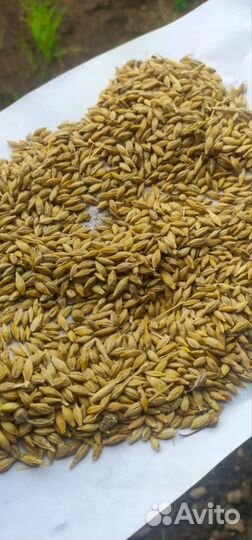 Продам ячмень 30 т все сразу