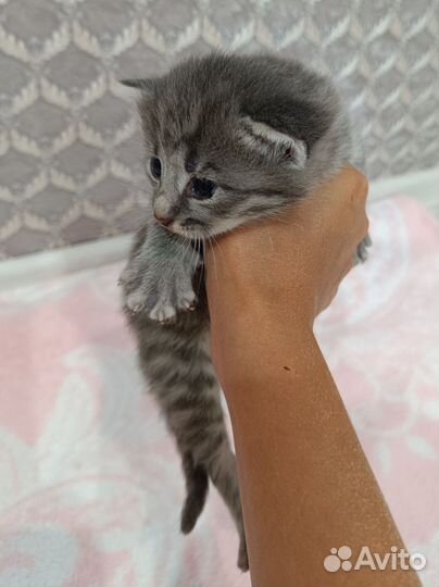 Котёнок в добрые руки бесплатно