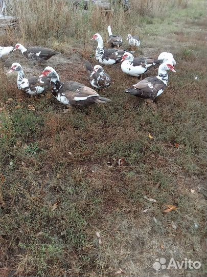 Индоутки, петухи