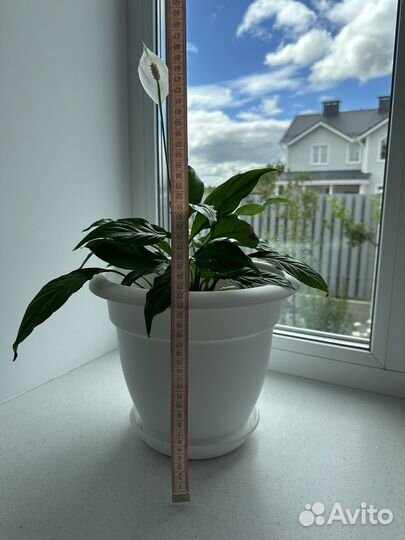 Спатифиллум